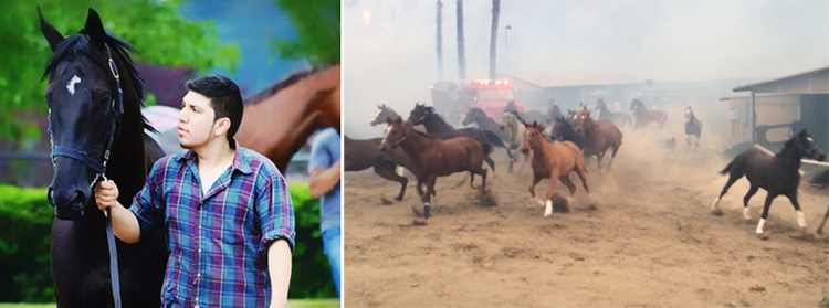 Leo Tapia saves horses from wildfires