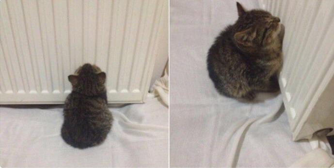 stray kitten warming up heat