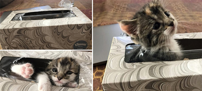 owner spent an hour looking for the kitten