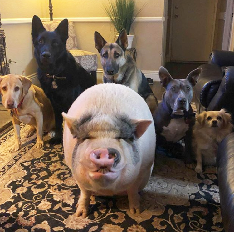 pig raised with dogs