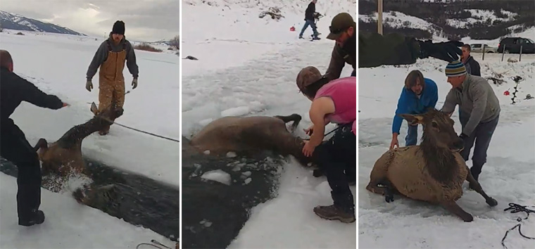 wyoming residents save elk fell through ice