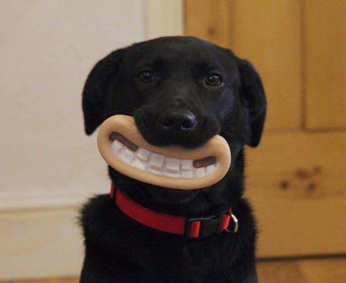tg9pc-greatest-chew-toy-ever.jpg