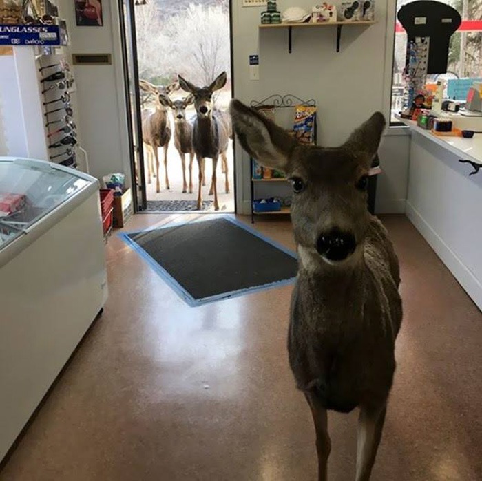 deer enters store in colorado returns with family