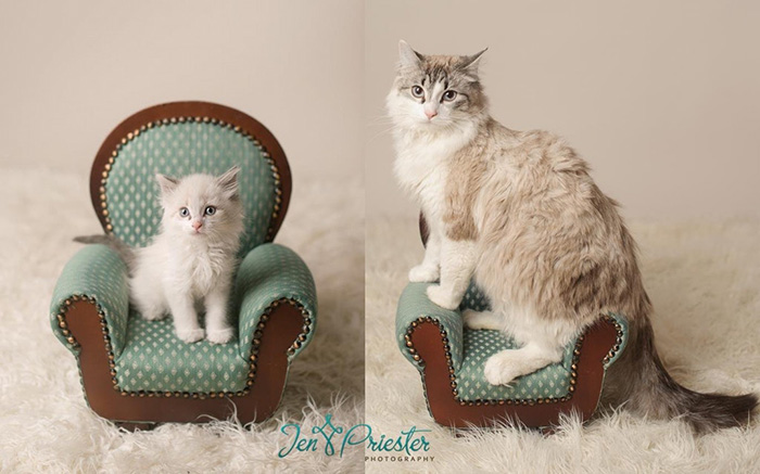 vb2wc-one-year-later-cat.jpg