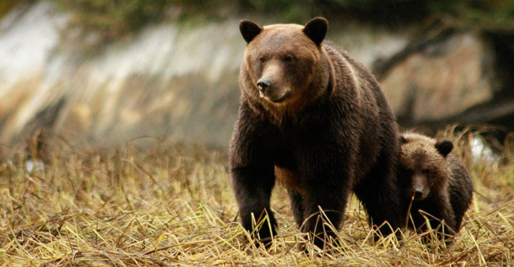 British Colombia bans hunting of grizzly bears