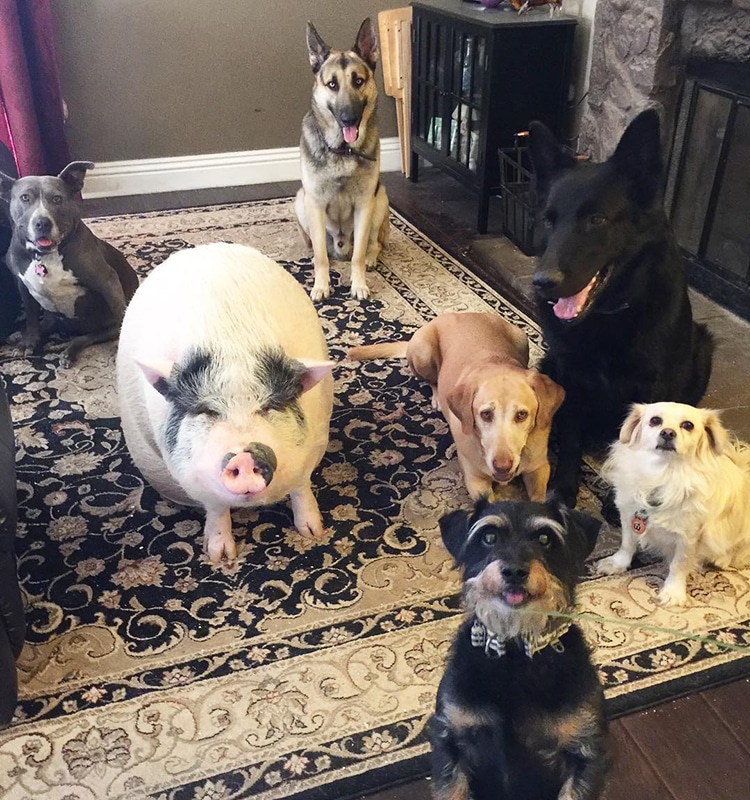 pig raised with dogs