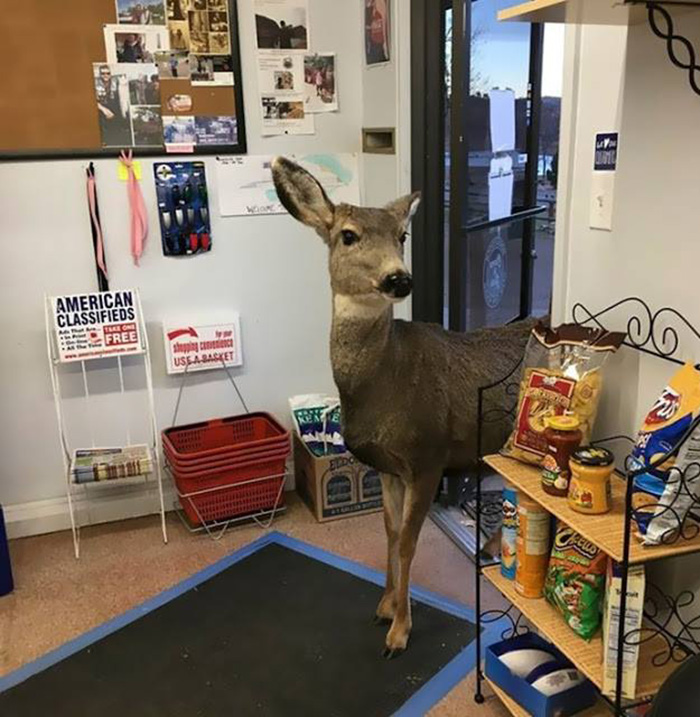 deer enters store in colorado returns with family