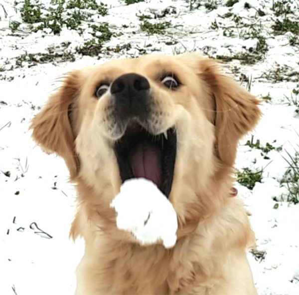 Perfectly timed photo of a dog's first snowball