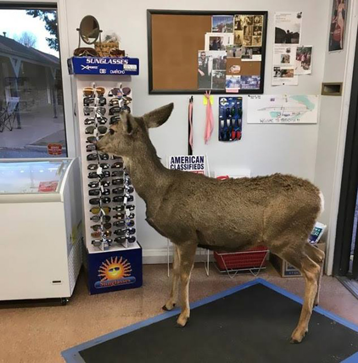 deer enters store in colorado returns with family