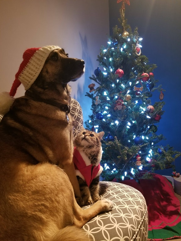 xja3n-fur-babies.jpg