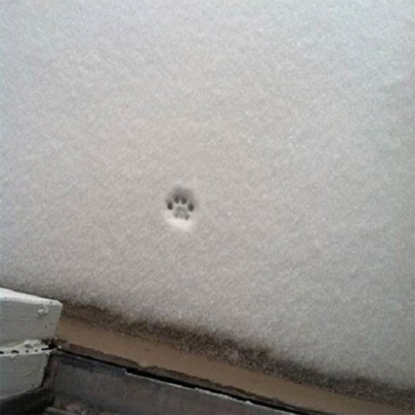 little nope cat paw in snow