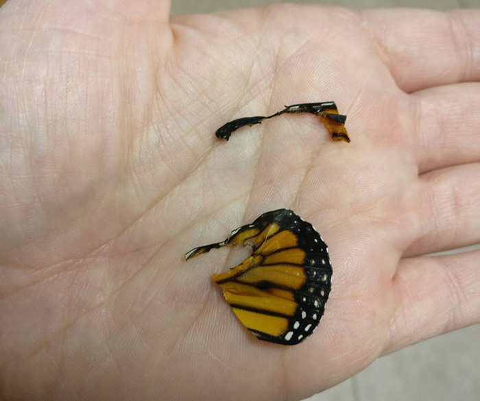 woman performs surgery on butterfly