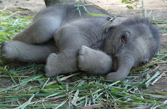 baby elephant lying down