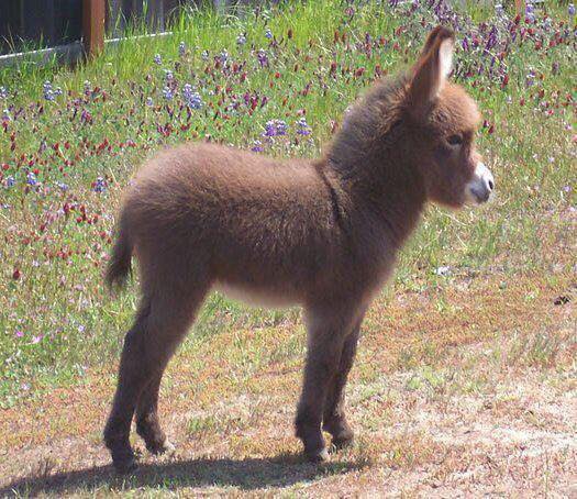 1msqv-baby-donkey.jpg