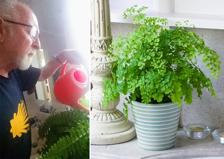 dad waters moms fake plastic plants for years after she died