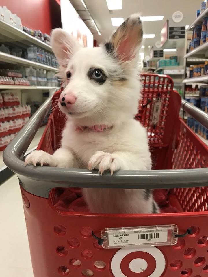 corgi at target