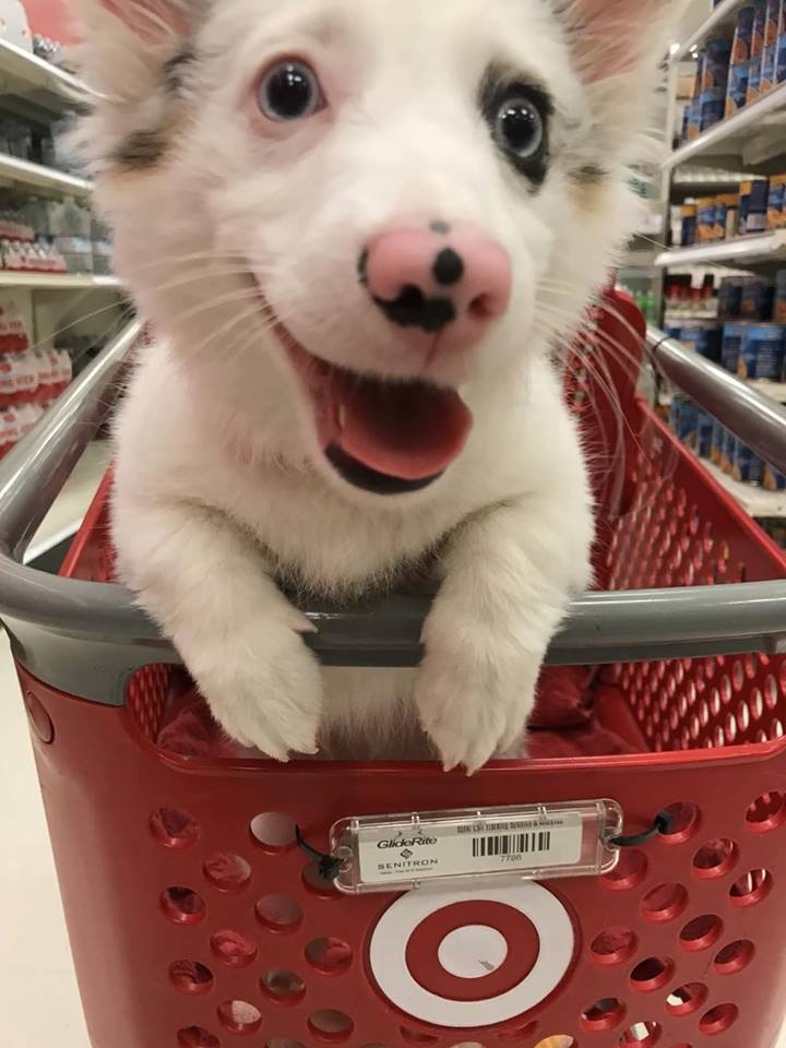 corgi at target