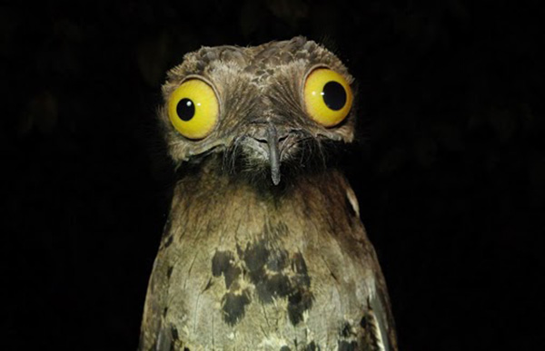 potoo bird