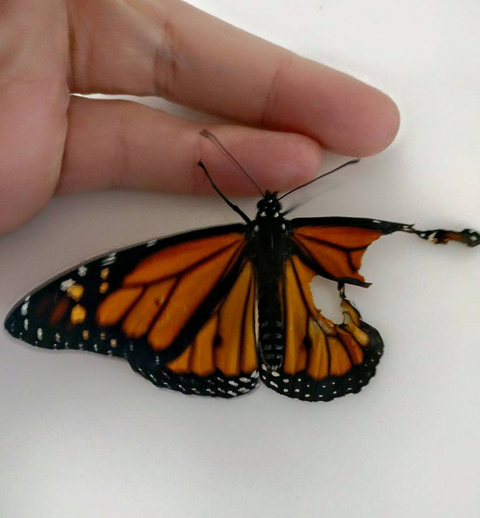 woman performs surgery on butterfly