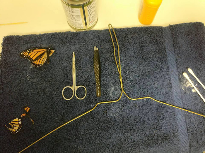 woman performs surgery on butterfly
