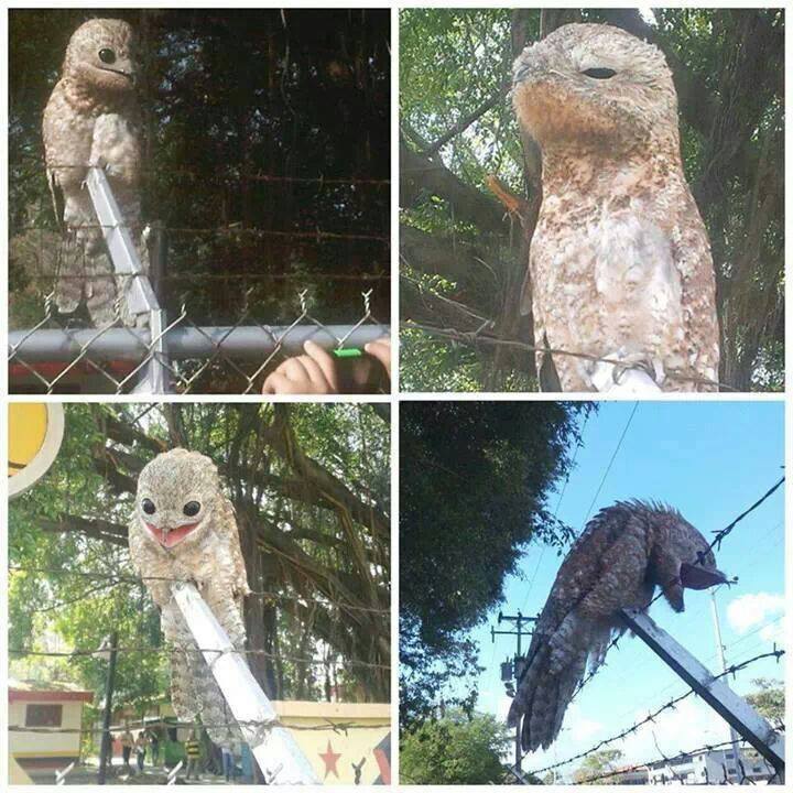 potoo bird