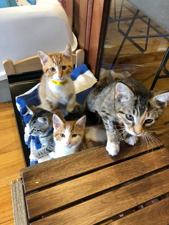 More Than 80 Cats Adopted From Cafe Where Diners Can Play More Than 80 Cats Adopted From Cafe Where Diners Can Play