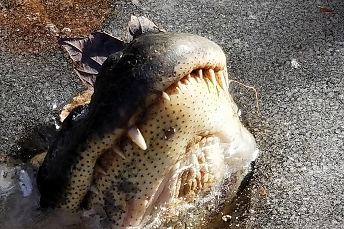 alligators survive ice video funny
