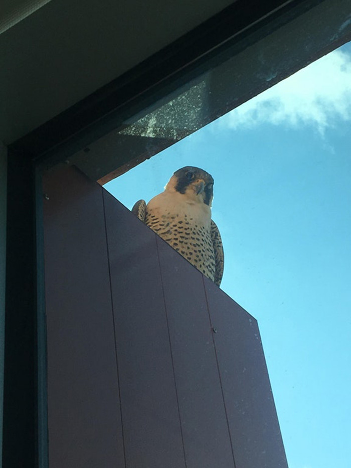 people share their office birds window visitors