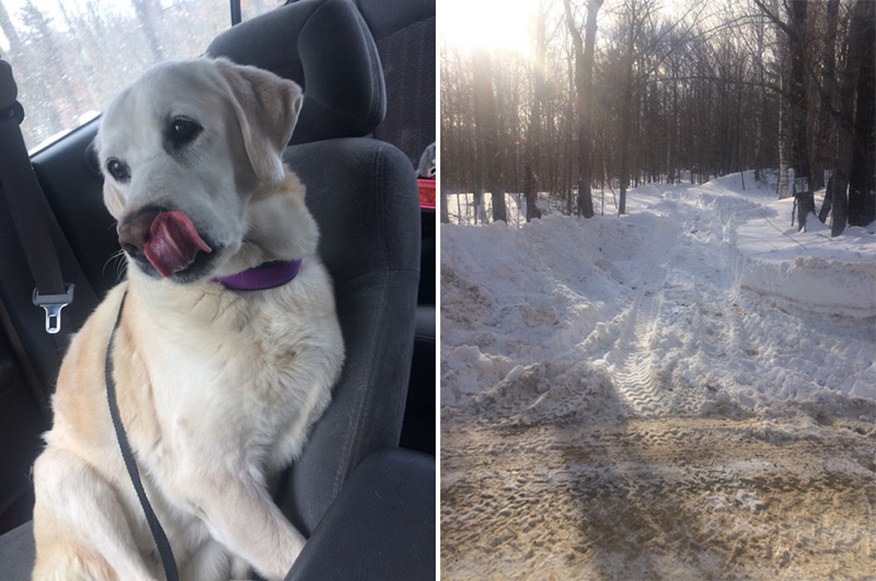 dog missing 5 days found alive in snow