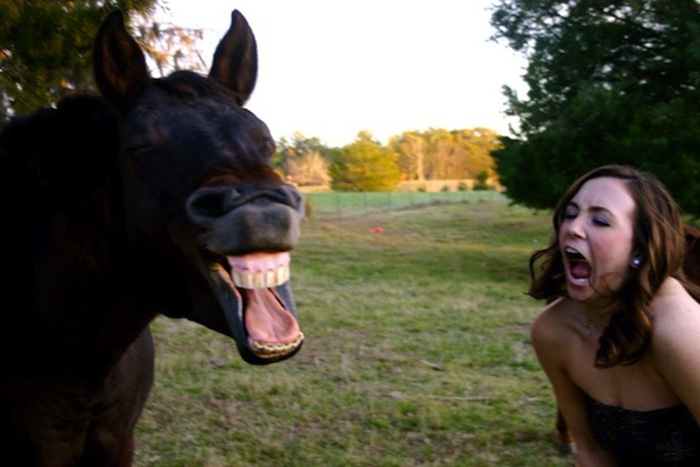 horses make facial expressions like humans