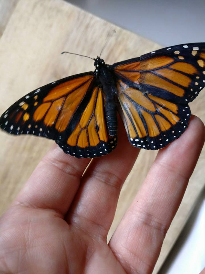 woman performs surgery on butterfly