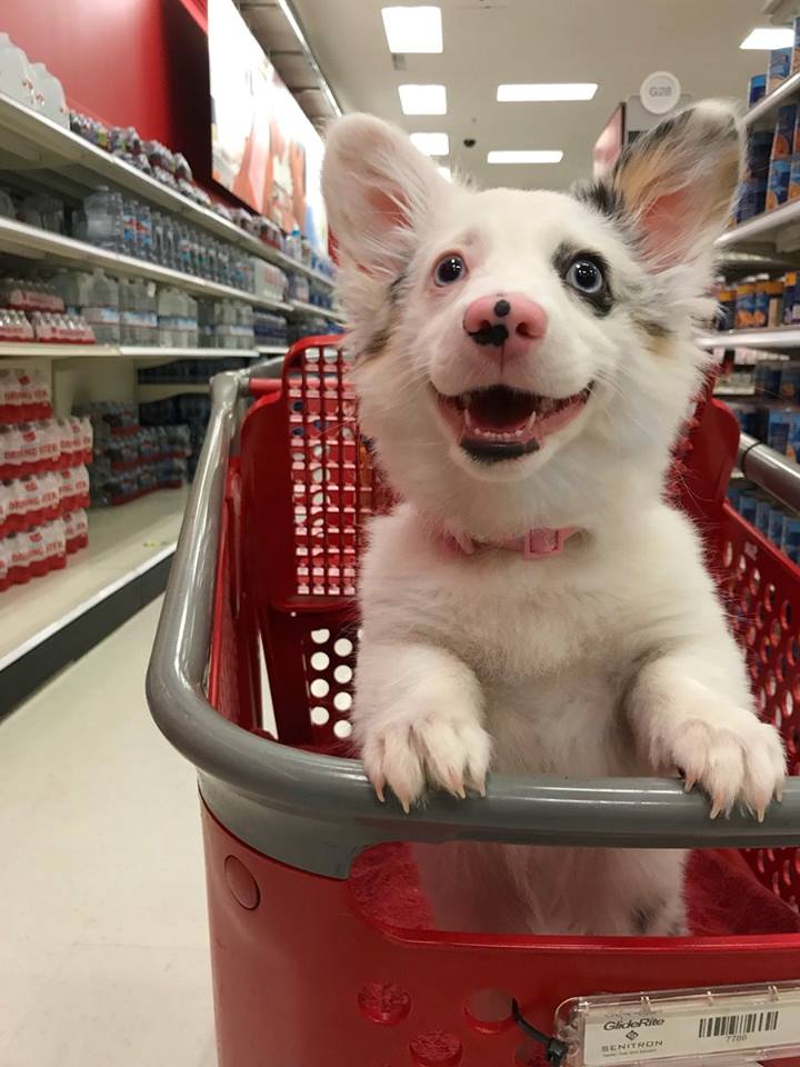 corgi at target