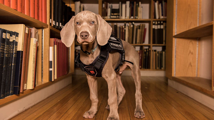 Riley dog musuem sniffs bugs