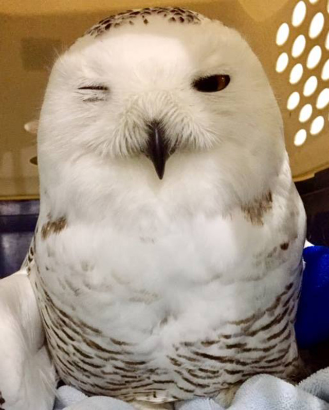 snow owl hit and rescue in SUV