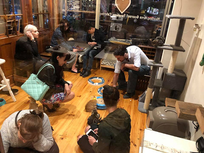 More Than 80 Cats Adopted From Cafe Where Diners Can Play More Than 80 Cats Adopted From Cafe Where Diners Can Play