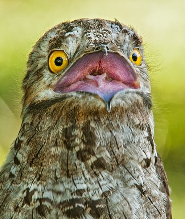 potoo bird