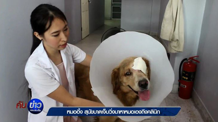 dog takes himself to the vet for treatment