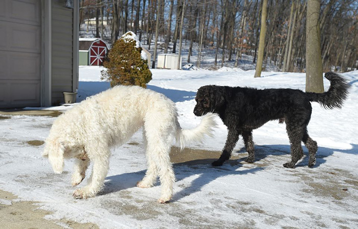 dogs save woman from freezing to death