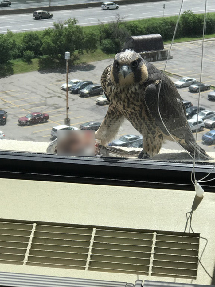 people share their office birds window visitors