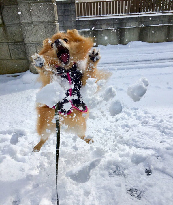 dog s first time in the snow