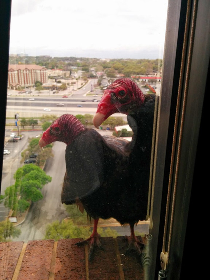 people share their office birds window visitors