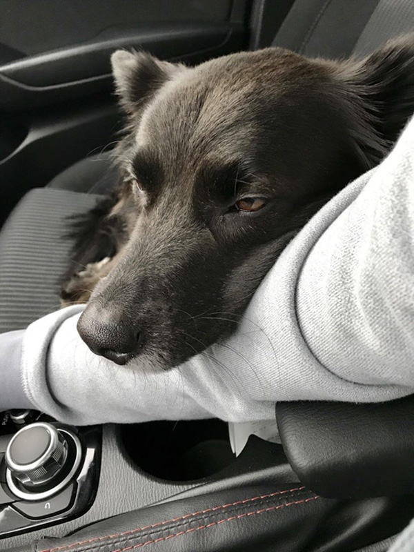 drive home after adoption dog