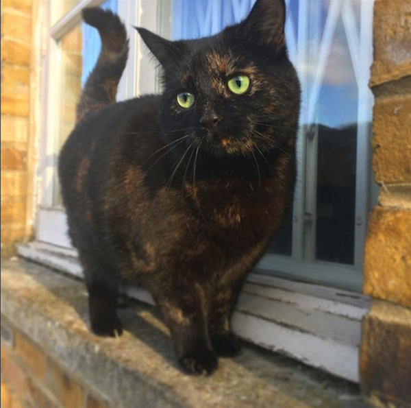 cat brings owner leaves instead of mice