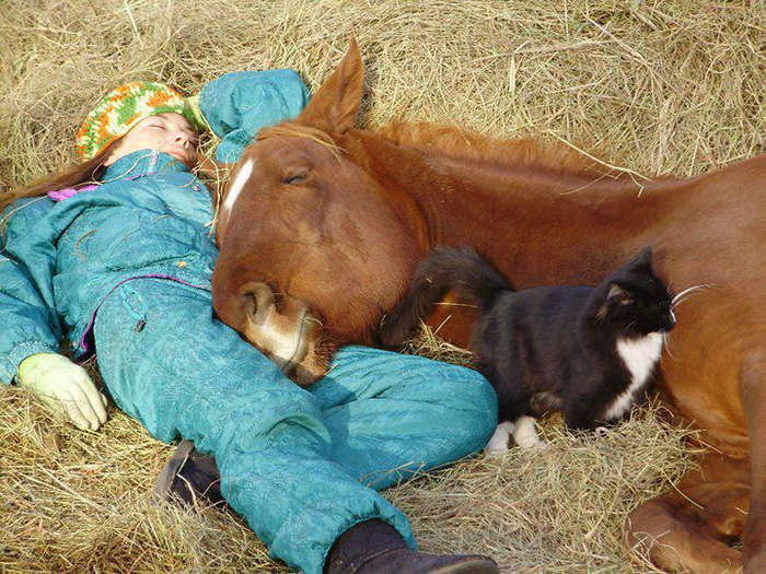 horses make facial expressions like humans