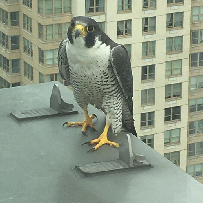 people share their office birds window visitors