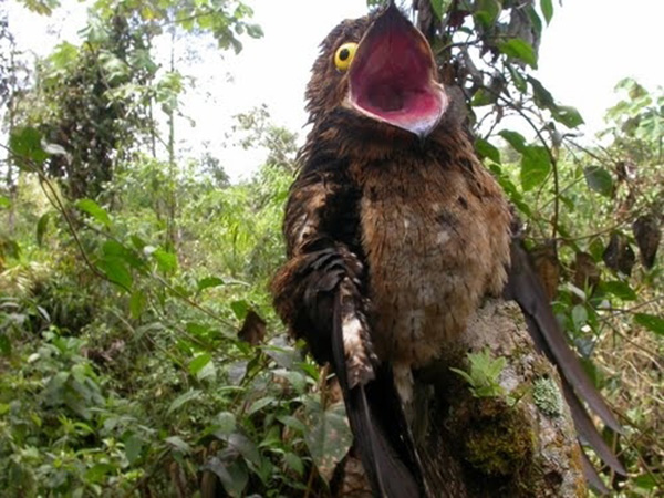 potoo bird