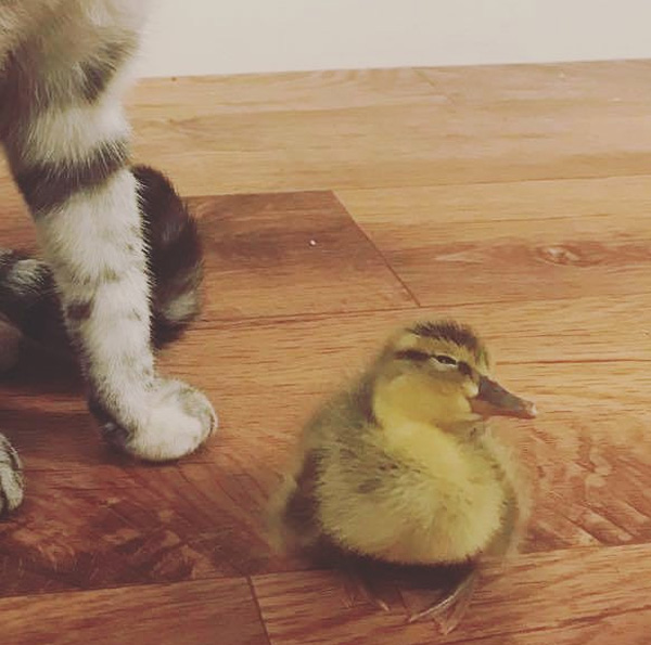 orphaned duck adopted by cats