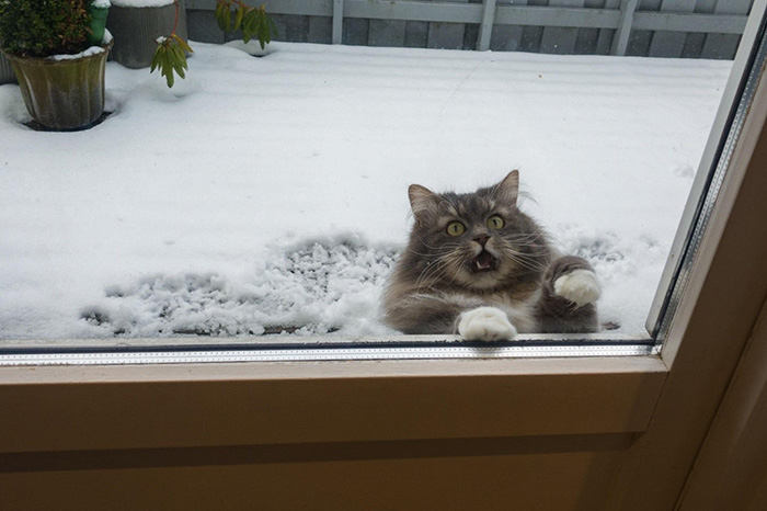 cat funny face out in snow