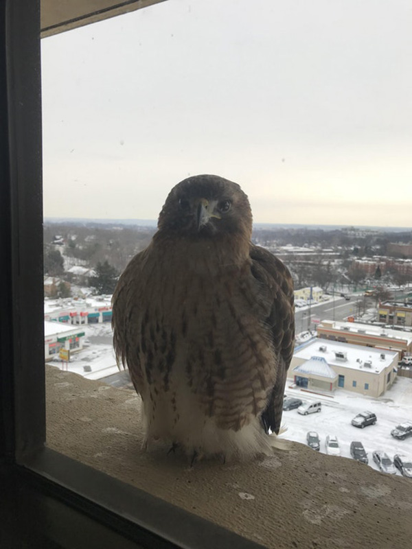 bird visits office at 10th floor