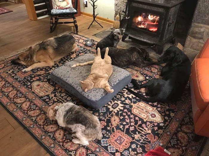 king cat dog bed around group of dogs
